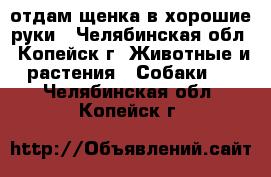 отдам щенка в хорошие руки - Челябинская обл., Копейск г. Животные и растения » Собаки   . Челябинская обл.,Копейск г.